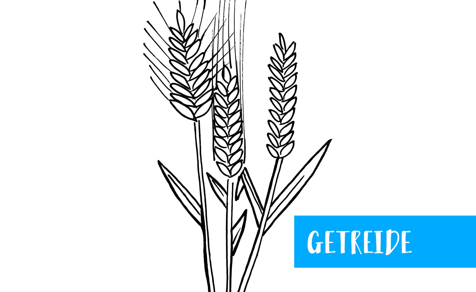 Zeichnung von Emmer und Dinkel