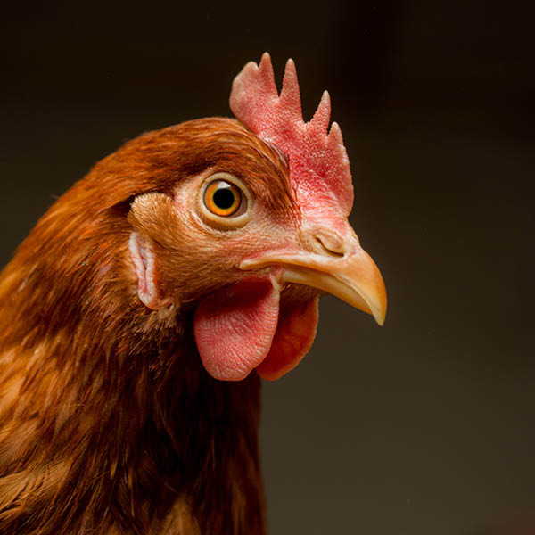 Foto von Huhn