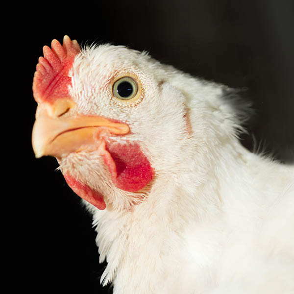 Foto von Huhn
