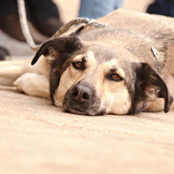 Foto von Hund
